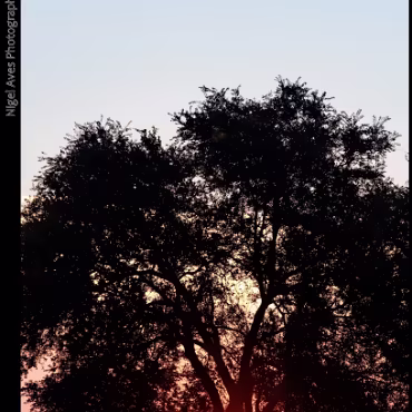 Angelique Corvo Sunrise